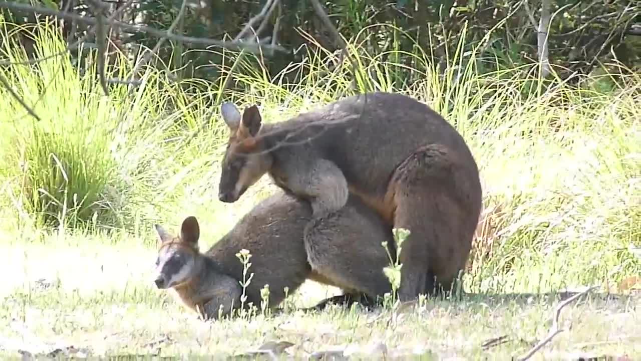 Animals mating