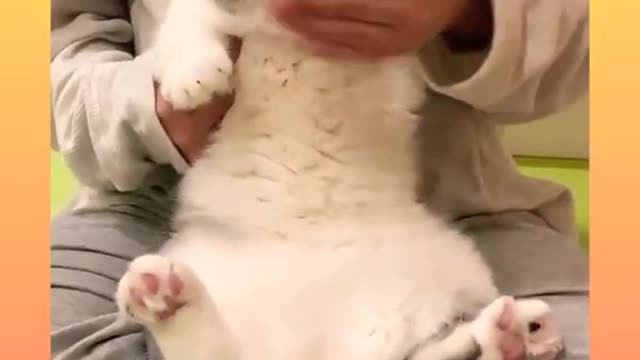 Funny and Cute Cat Video Compilation_#short