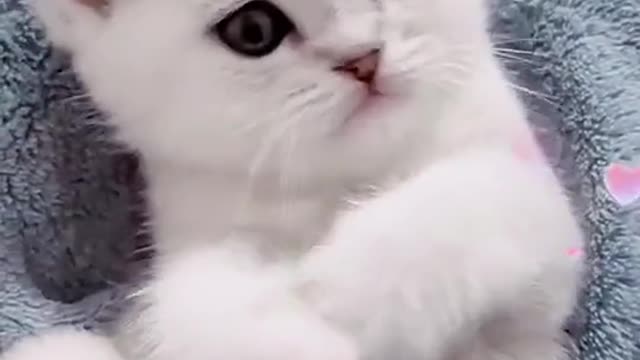 Beautiful cat video