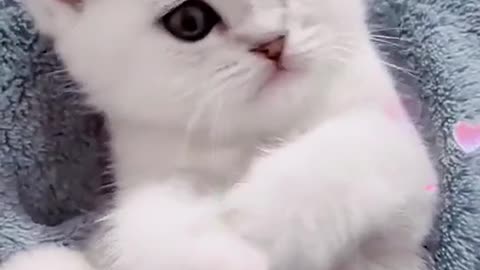 Beautiful cat video