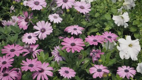 Beautiful white and purple flowers
