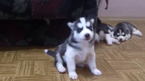 Cute funny puppy cute puppies stylish puppies stylish design