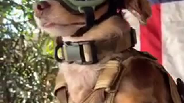 All The Way Up 🐺 - Best Funny Dogs Videos 2021