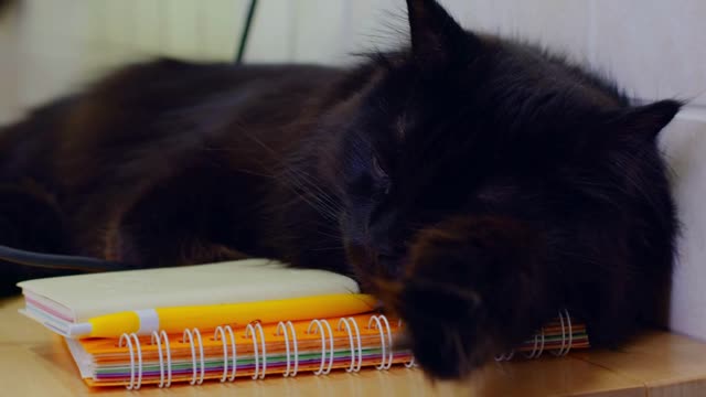 Black cat laying on desk while freelancer is working on laptop from home