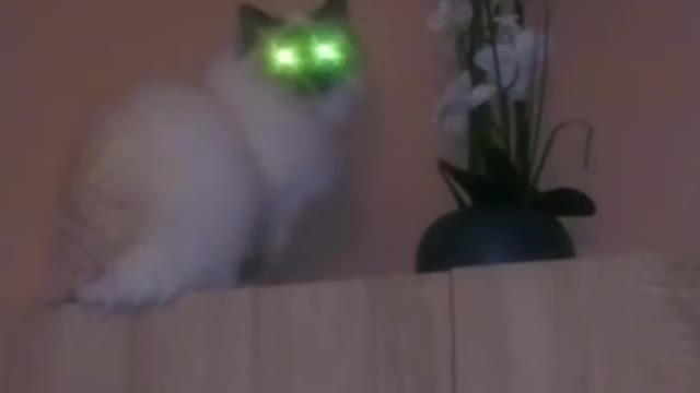 My Extraterrestrial cat !