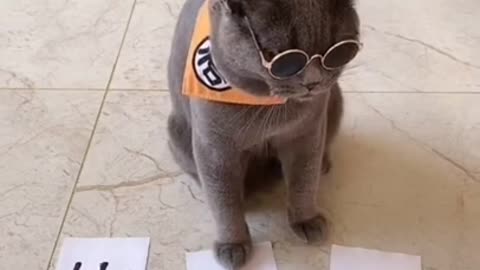 Most cute and intelligent cat