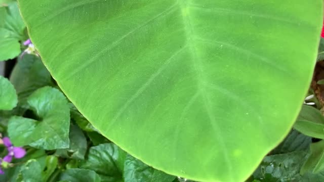 Water Droplet Oscillating on an Elephant Ear Leaf