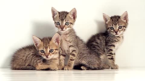 Kittens Against White Background