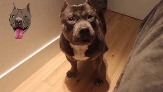 Cute Real Talking Dog