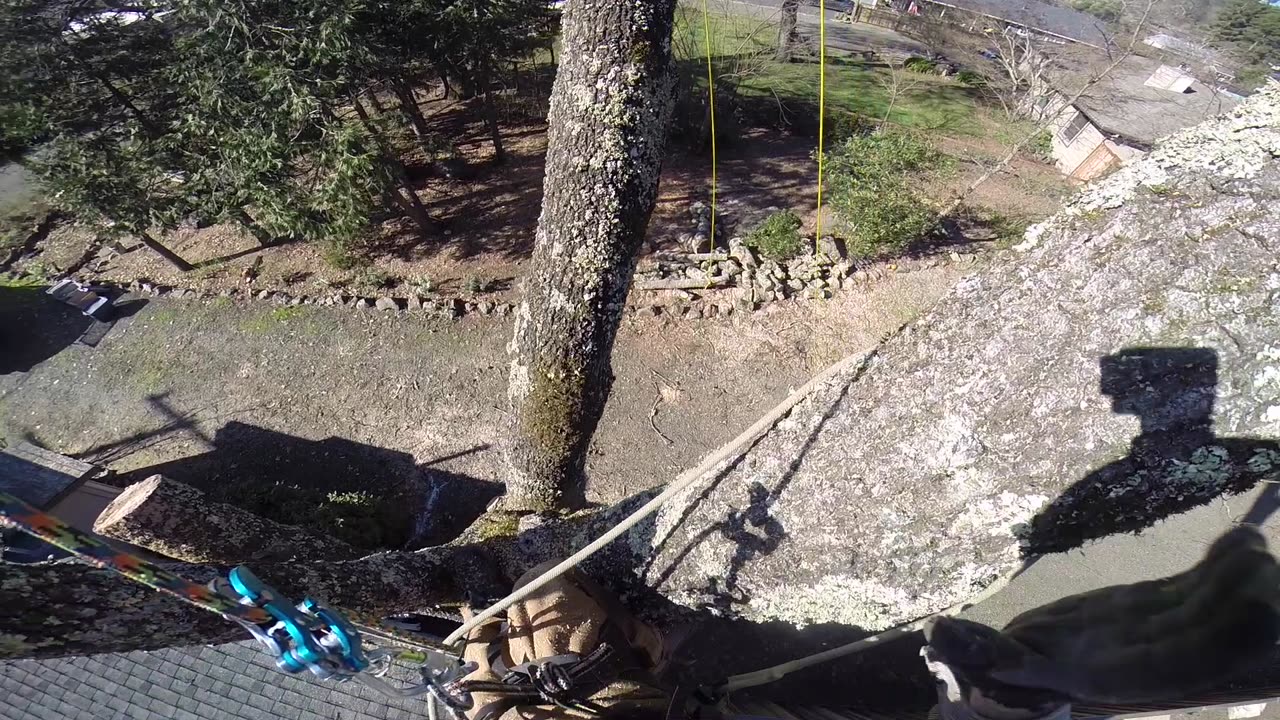 Side Oak, Topping problem tree