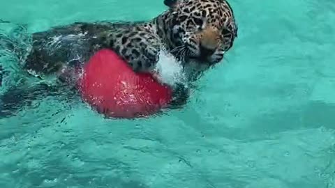 Jaguar swim playing ball