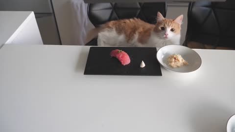 Sushi for Cats