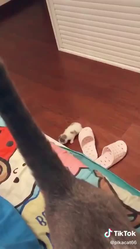 More than a photo - Cat with a kitten