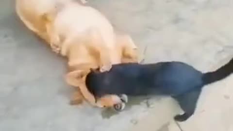 Funny cat fight with dog