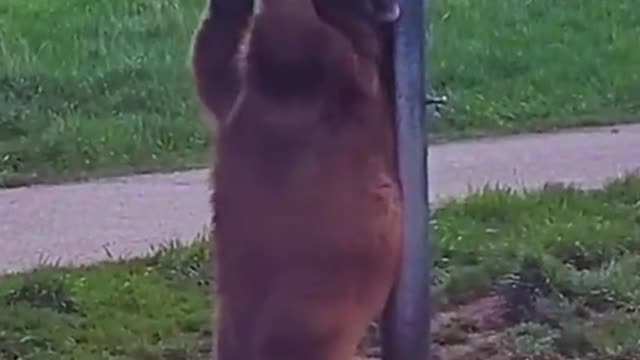 The bear is using the post to help him scratch his back