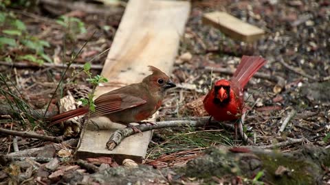 Two nice bird