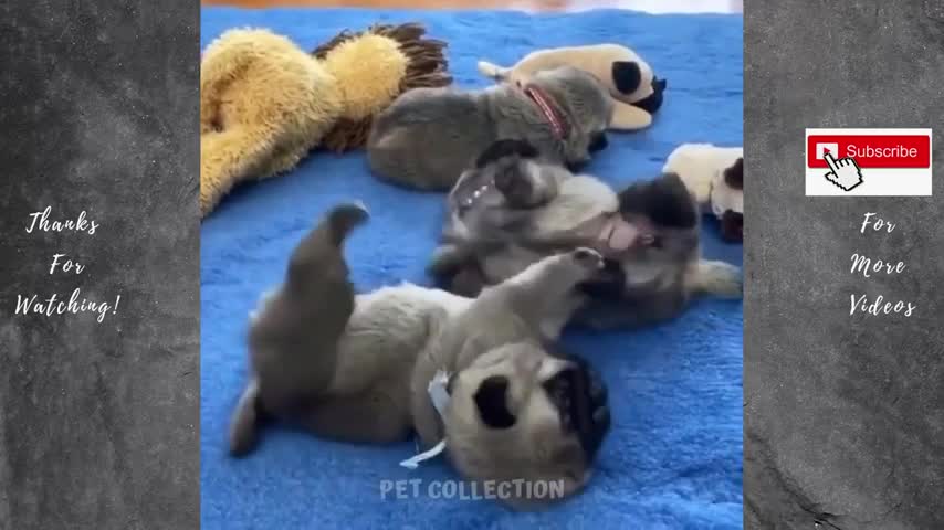 funny videos,funny dog,funny dogs,funny dog videos,funny video