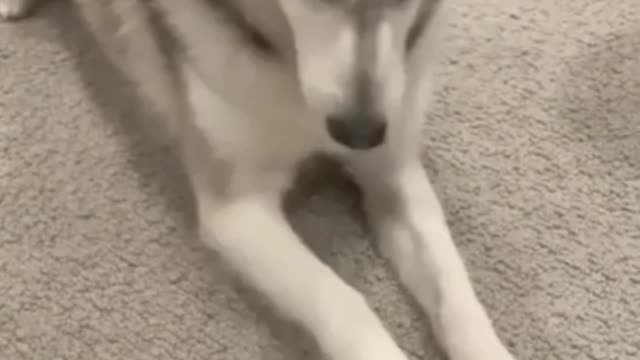 Huskies are built different