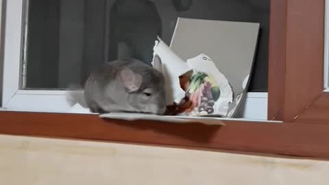 This chinchilla is tearing up a book.