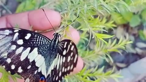 Butterfly nature beauty