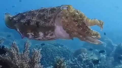 This is a beautiful and charming water-dwelling species