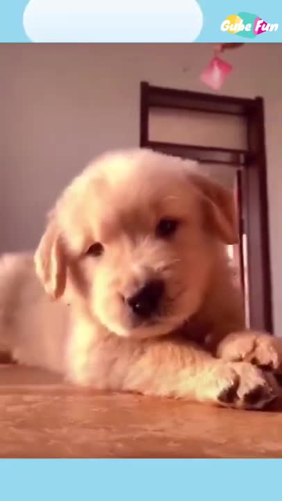 Cats For Cats To Watch HD ➙Cat Videos * Cats Playing * Entertainment For Cats