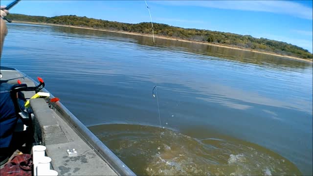 Blue catfish Kansas