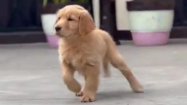 Funny Dog video