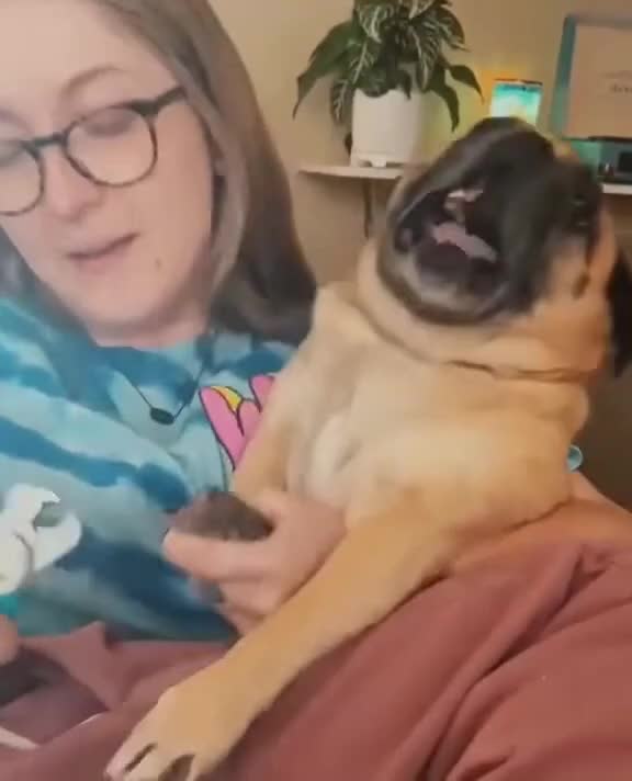 Nail Cutting of Kids vs Pets, They have same manners 😂