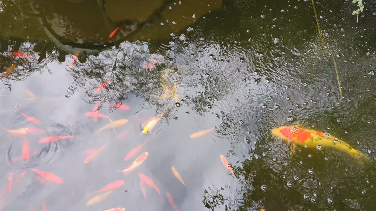 Relax with some fish