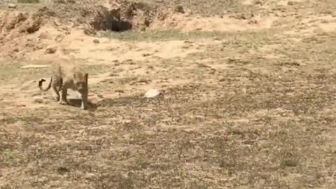 Leopard that grabbed her cub