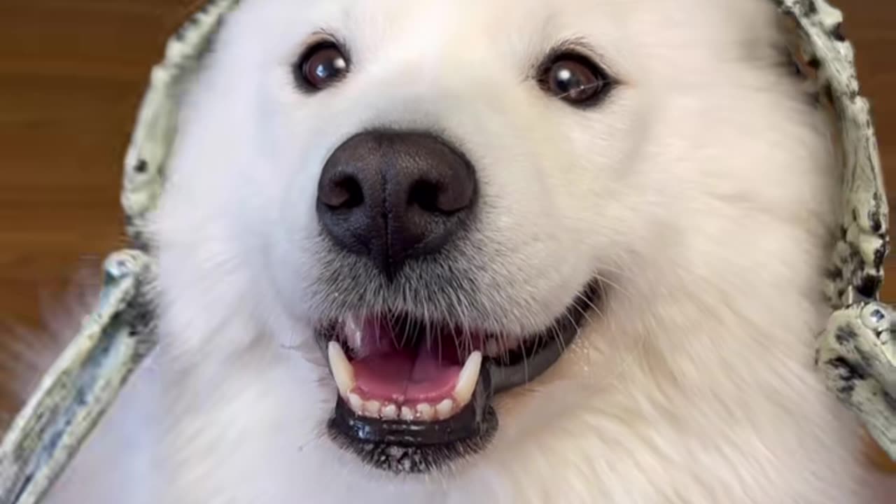 Just cuteness, no brains 🥰 #dog #samoyed