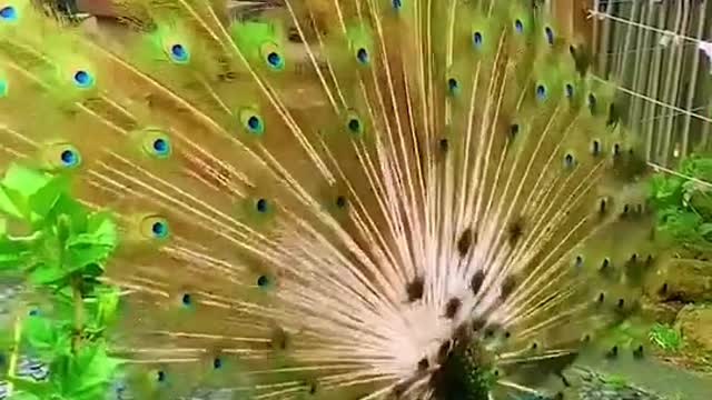 peacock Everyone will watch this video, part 2