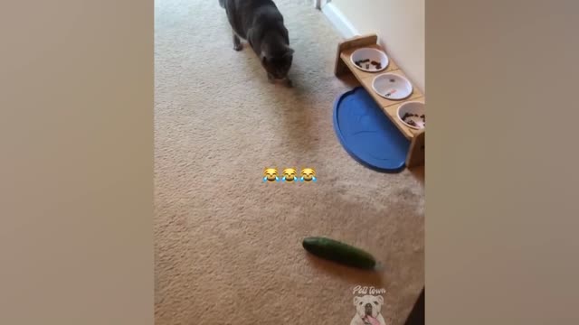 Cucumbers Scare The Life Out Of Cats | FunVids