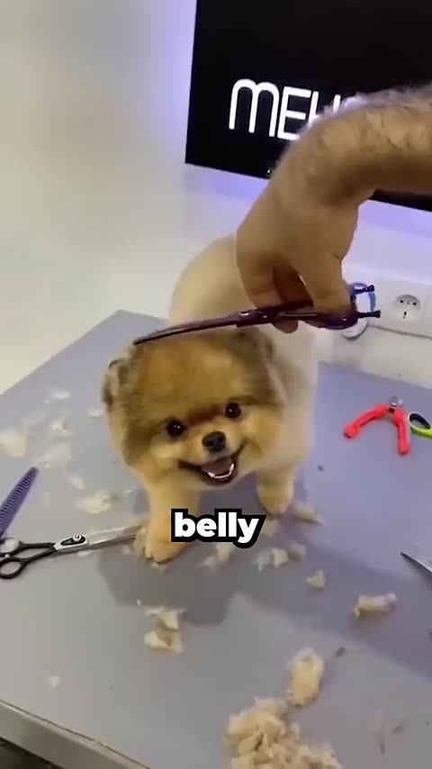 This Dog Gets Cut