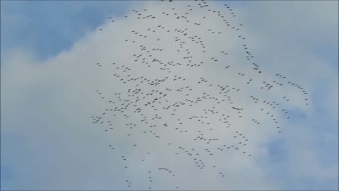 Enorme bandada de aves volando es sorprendentemente hipnótica