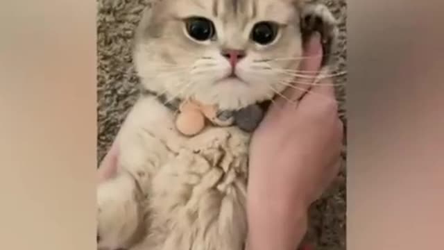 Mobile cat