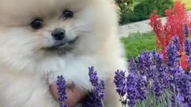 Dog videos the Cute Animals vedeo