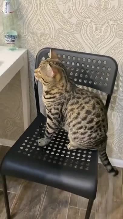 My cat looks at national geography