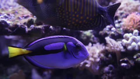 A view of a Royal Blue Tang fish swimming in an exotic saltwater fish tank. Shot in slow motion