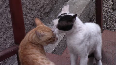 Cats tries to convince sounds play