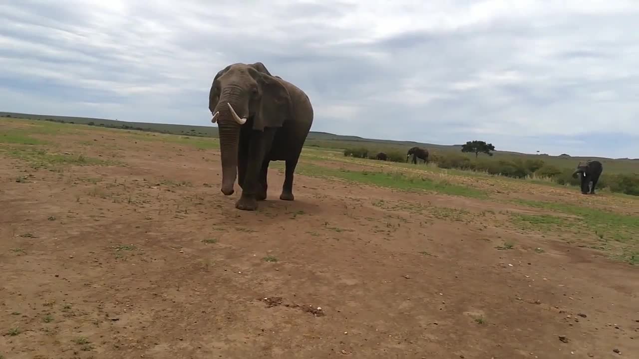 Elephants go backwards