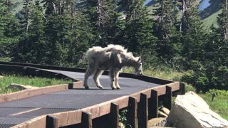 2018.07.15 Mountain Goat Glacier National Park 1