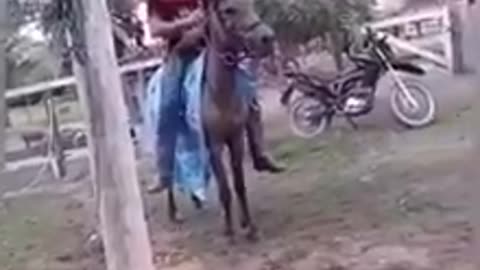 Caballos graciosos