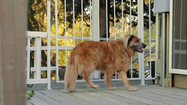 Dog Outside the House