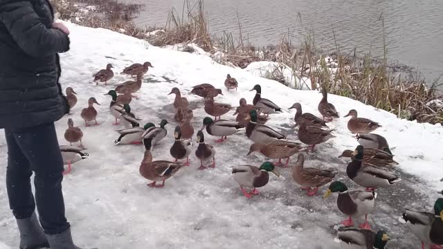 Ducks become pigeons_part_1