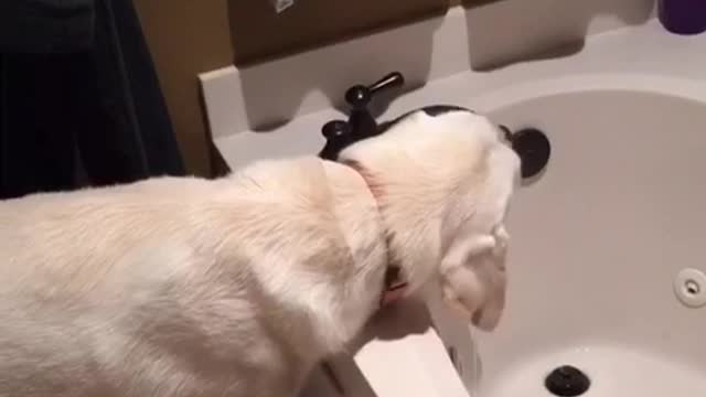 Dog turns on bathtub to drink water