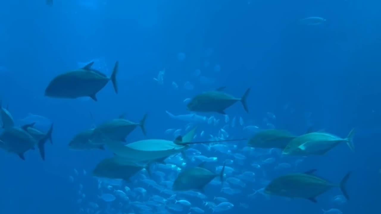 wonderful fish video