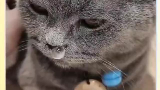 Do you know how much these cats love you?