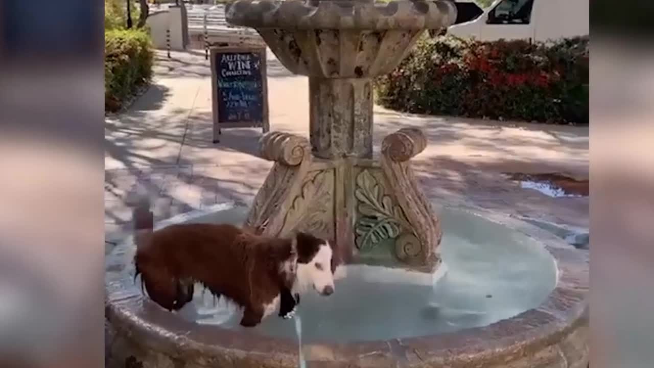 Cute Dog Soccer